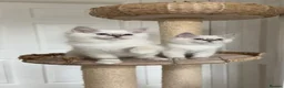 Ragdoll cats for sale: GCCF / European bloodline ragdoll kittens  - Advert 6