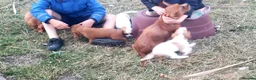 Cavalier King Charles Spaniel dogs for sale: One KC Reg Cavalier Male Available  - Advert 2