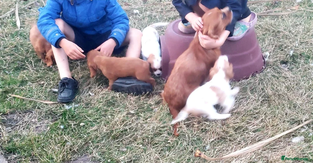 Cavalier King Charles Spaniel dogs for sale: One KC Reg Cavalier Male Available  - Advert 2