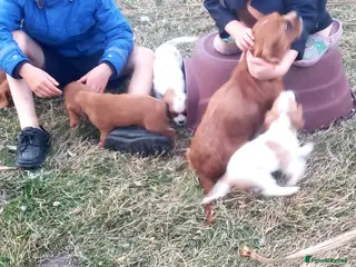 Cavalier King Charles Spaniel dogs One KC Reg Cavalier Male Available - Advert 3