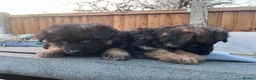 German Shepherd dogs for sale: German Shepherd puppies  - Advert 11