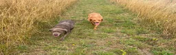 Labrador Retriever dogs for sale: Fox red Labrador  - Advert 2
