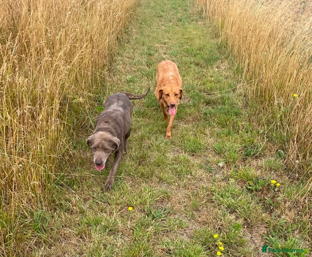 Labrador Retriever dogs for sale: Fox red Labrador  - Advert 2