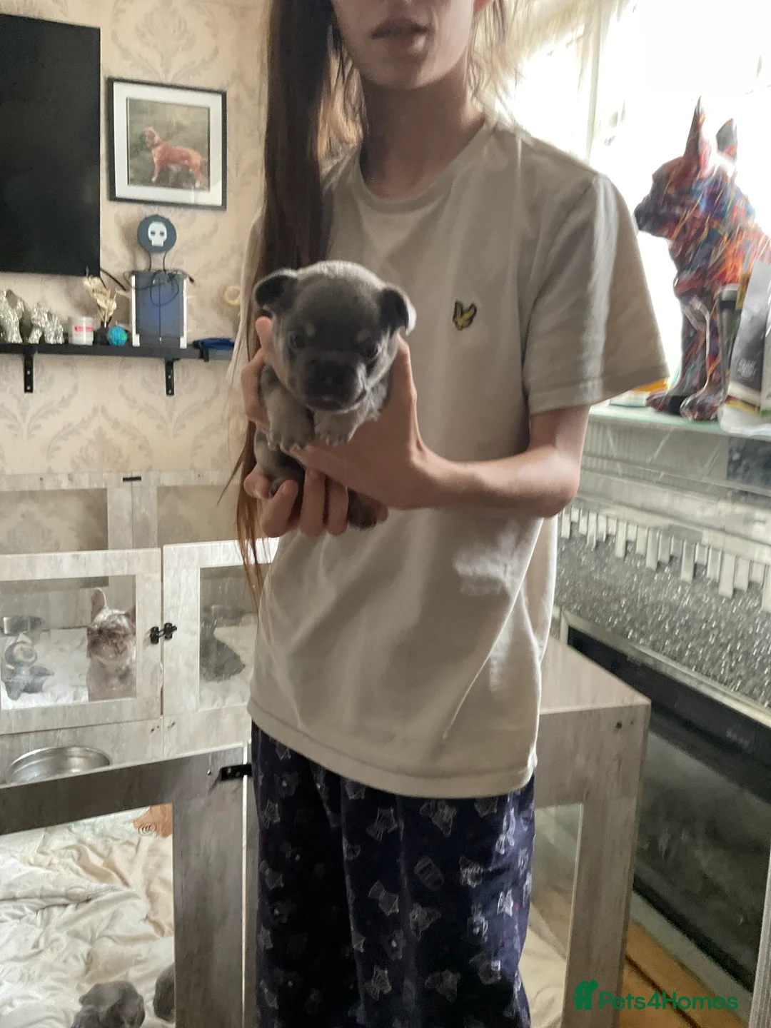 French Bulldog dogs for sale: French bulldogs puppies  in Mansfield - Advert 2