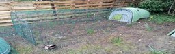 Chickens poultry for sale: Complete setup - Trio, Coop, Run, food, etc.... - Advert 2