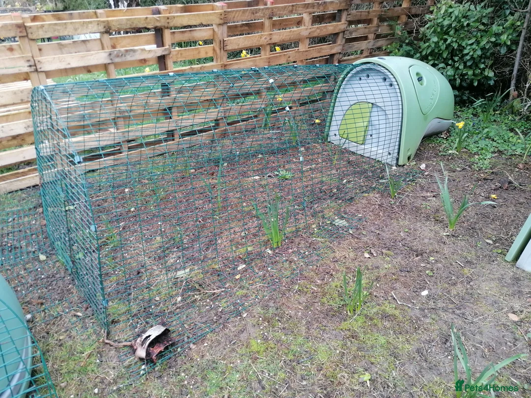 Chickens poultry for sale: Complete setup - Trio, Coop, Run, food, etc.... - Advert 2