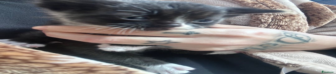 Long haired male mix colours 