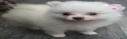 Pomeranian dogs for sale: Pomeranian mixed litter  in Wigan - Advert 4
