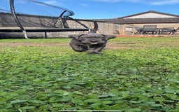Cane Corso dogs for sale: Cane corso puppies looking for their forever homes - Image 17