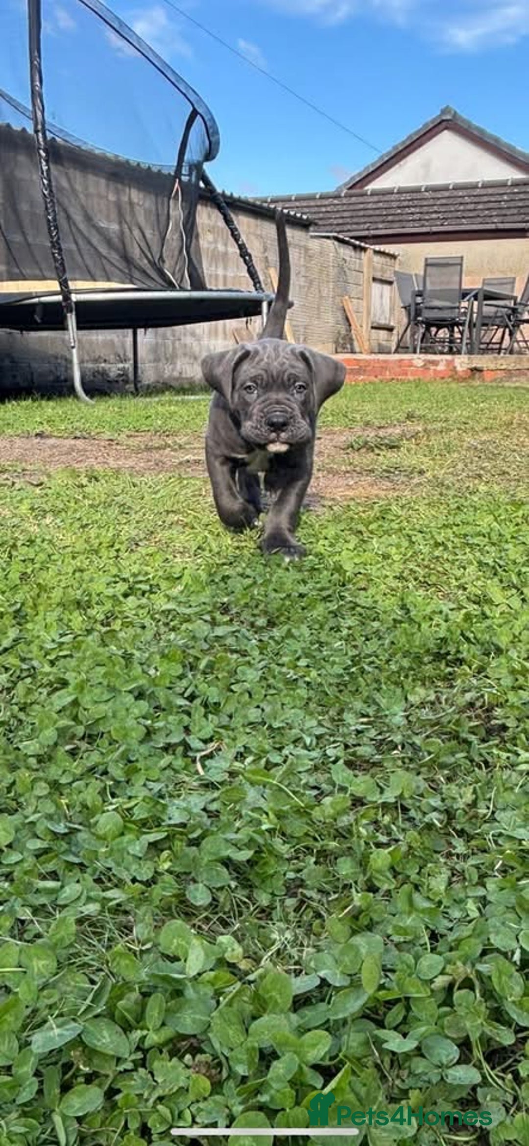 Cane Corso dogs for sale: Cane corso puppies looking for their forever homes - Image 17