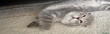 Scottish Fold Kitten 1