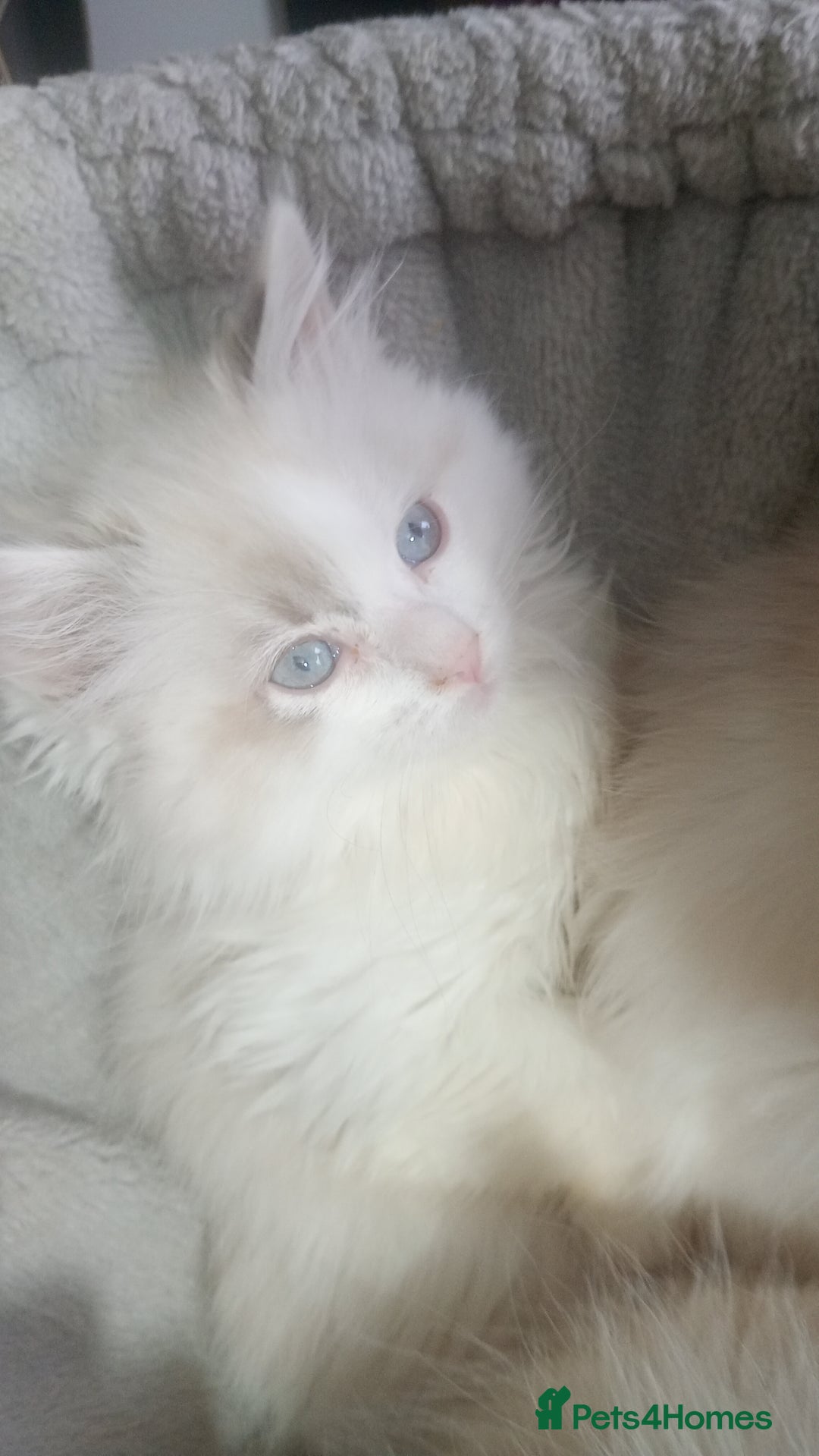 Ragdoll cats for sale: Beautiful full ragdoll kittens £695 - Advert 14