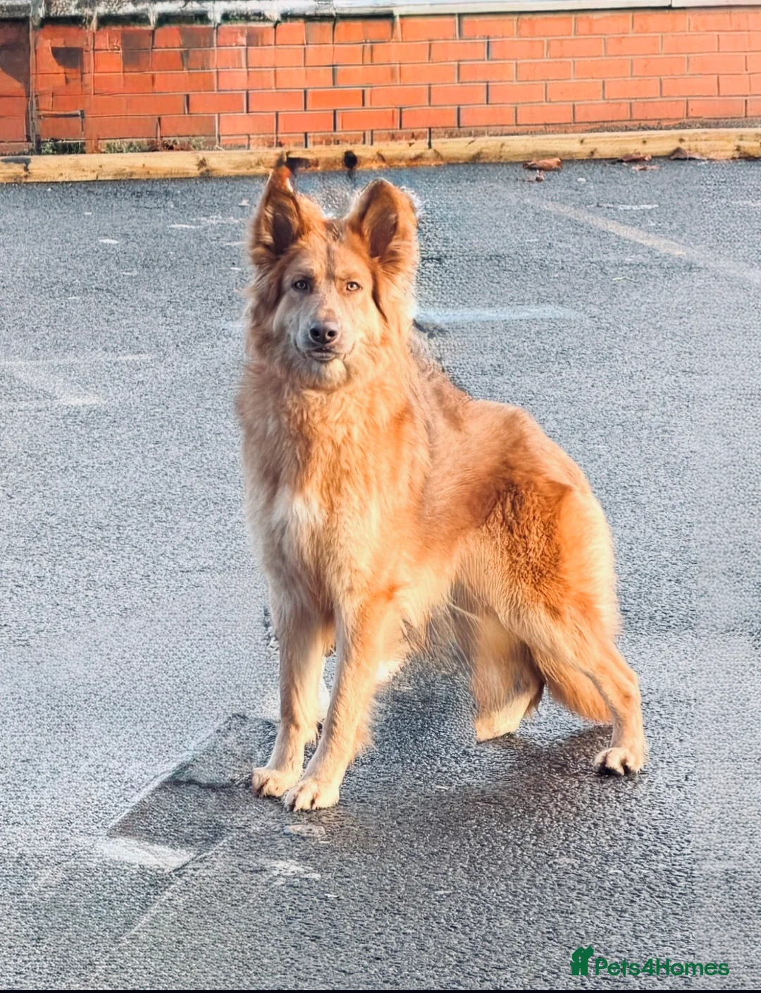 German Shepherd dogs for sale: KC REG ISABELLA AND TAN GSD GIRL 2 YEARS OLD✨ - Advert 10