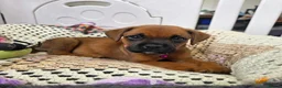 Mixed Breed dogs for sale: Rotty x Boxer - Advert 7