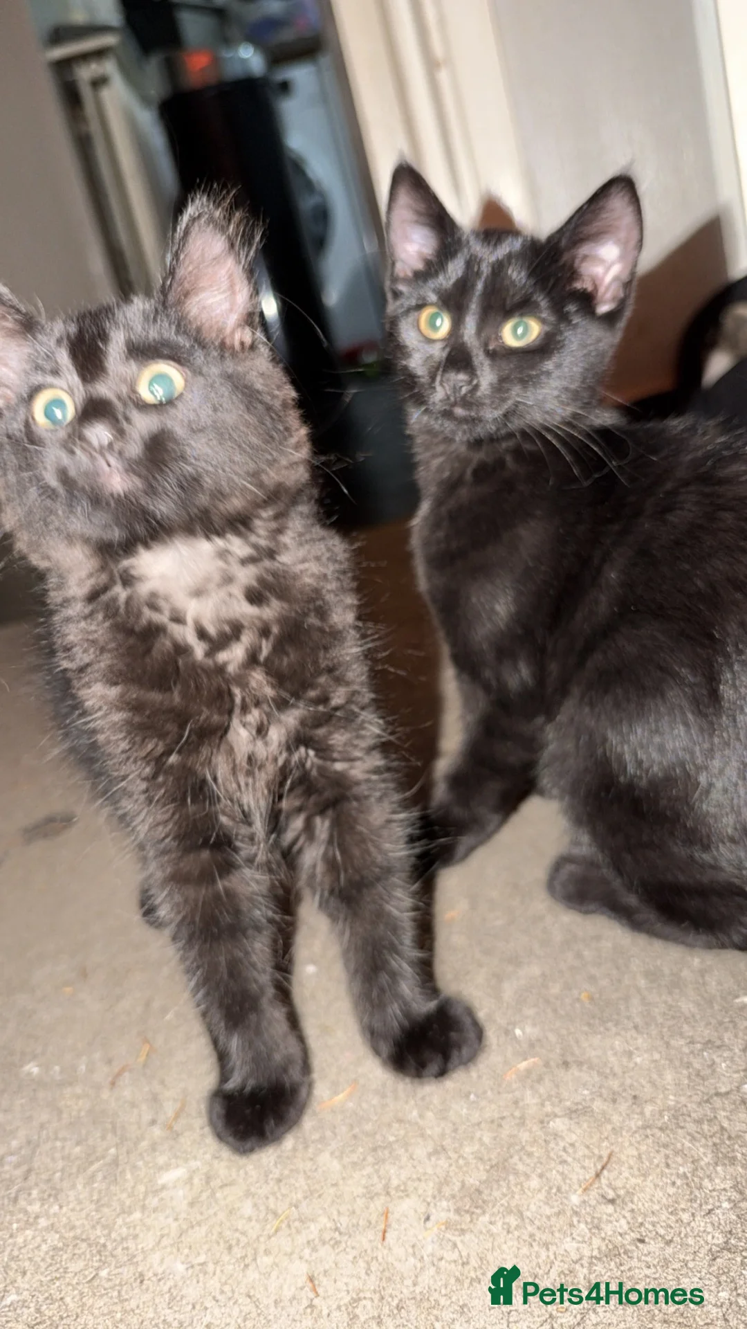 Mixed Breed cats for sale: Kittens £100 to go together to a happy home in Staines - Advert 8