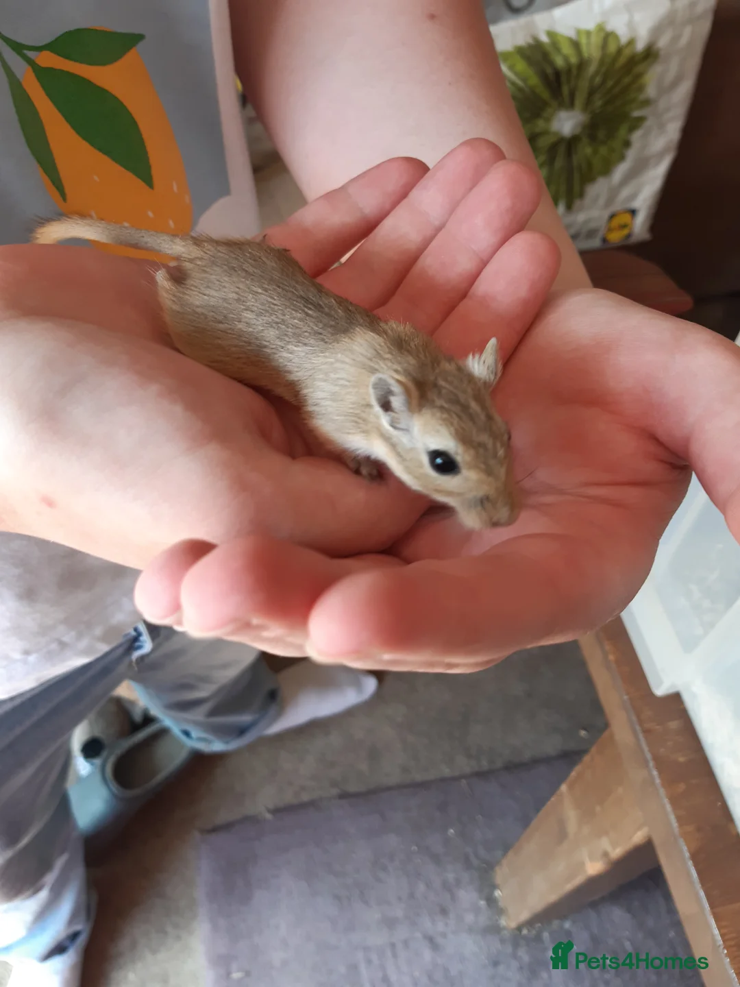 Gerbil rodents for sale: Super friendly gerbils from hobby breeder  - Advert 5