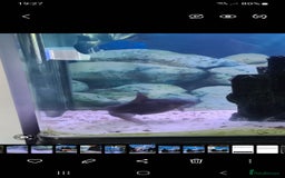 Catfish fish for sale: Large Fish Tank 120 x 70 x 38 cm with Catfish etc  - Image 11