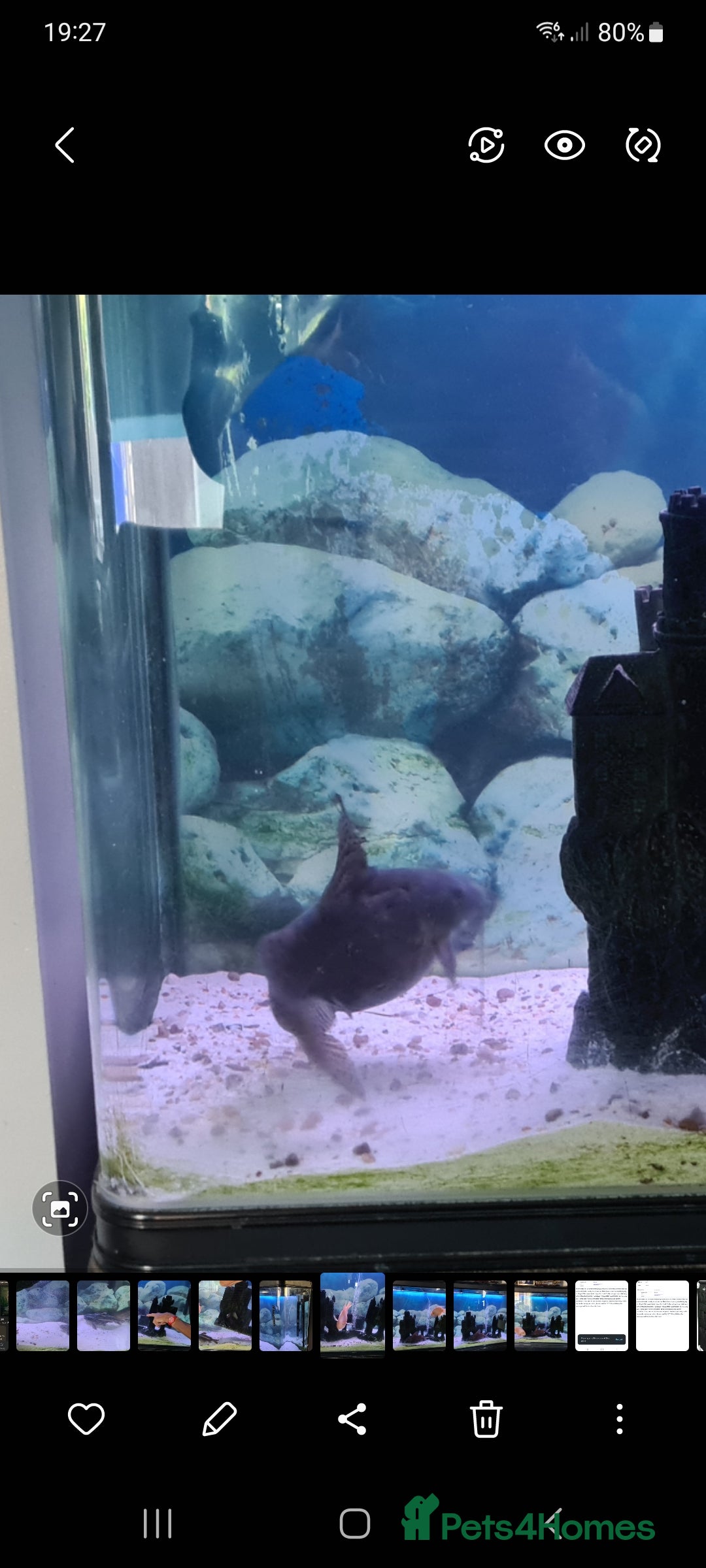Catfish fish for sale: Large Fish Tank 120 x 70 x 38 cm with Catfish etc  - Image 11