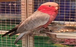 Parrots birds for sale: LOOK! BIRDS/PARAKEETS/PARROTS AVAILABLE  - Image 1