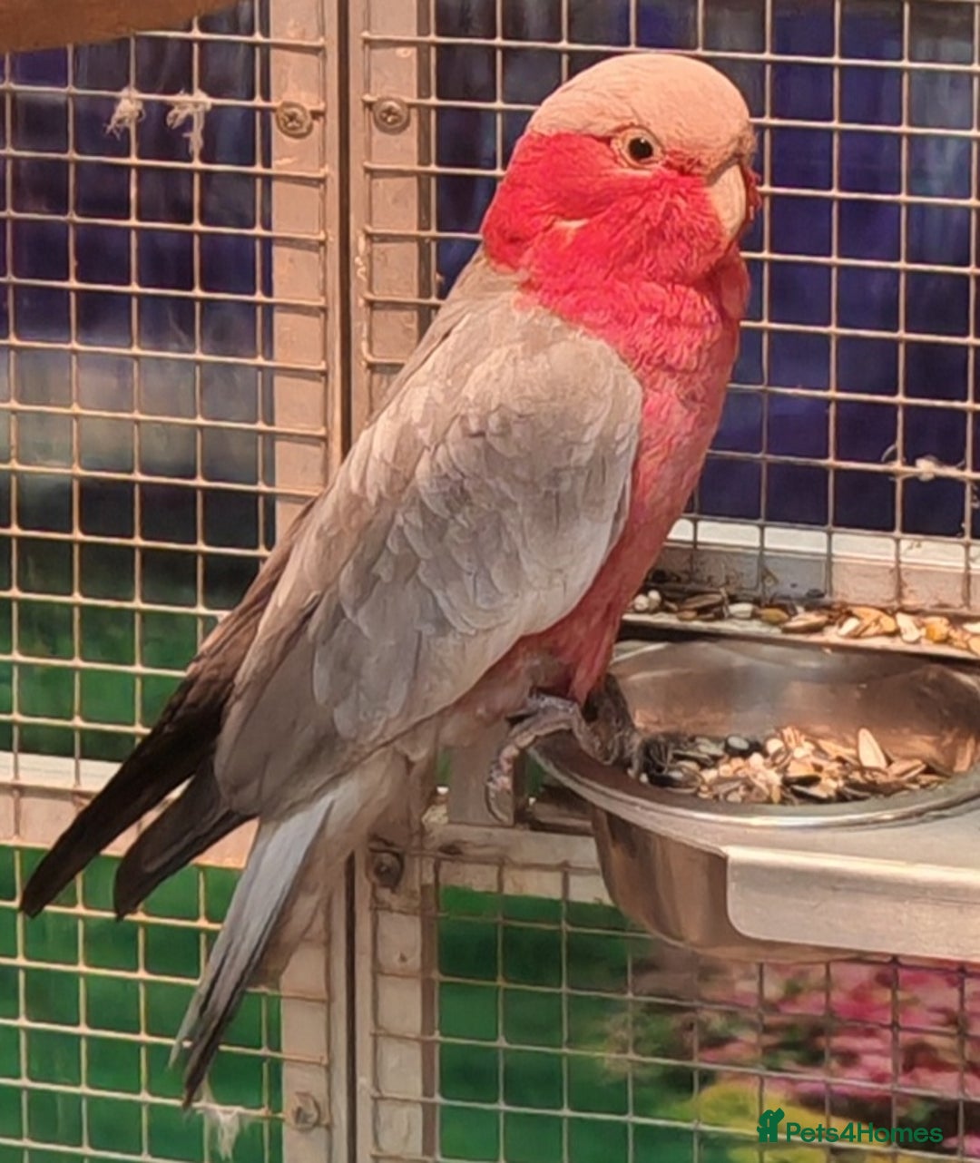 Parrots birds for sale: LOOK! BIRDS/PARAKEETS/PARROTS AVAILABLE  - Image 1