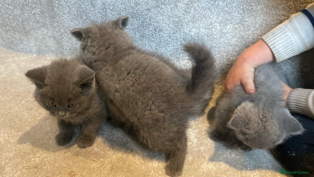 British Shorthair cats for sale: 3 PURE BSH kittens - Image 18