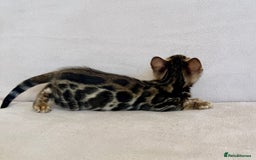 Bengal cats for sale: 🐾 Purebred BENGAL kittens🐾 - Image 10