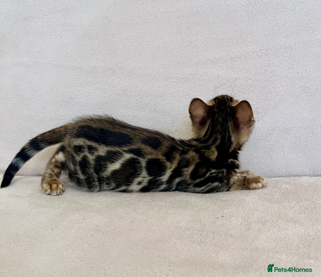 Bengal cats for sale: 🐾 Purebred BENGAL kittens🐾 - Image 10