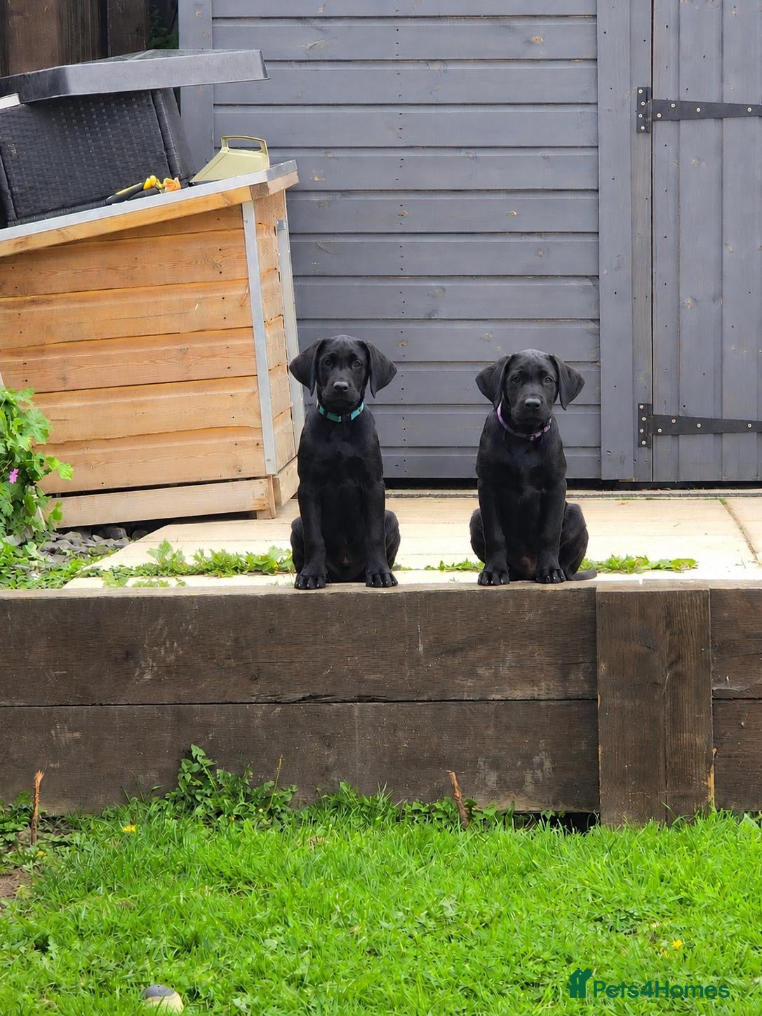 Labrador Retriever dogs Labrador pups  - Advert 4