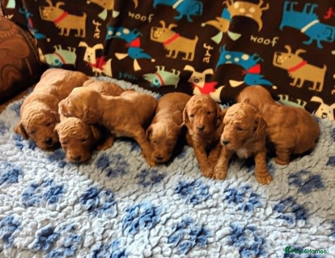 Labradoodle dogs for sale: F1b MINIATURE LABRADOODLES. 5* LICENCED BREEDER. - Image 2