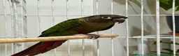 Conures birds for sale: TWO GORGEOUS 9 WEEK OLD CONURES  - Advert 12