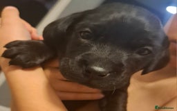 Labrador Retriever dogs for sale: ***LAST 2 BLACK & FOX RED BOYS*** - Image 4
