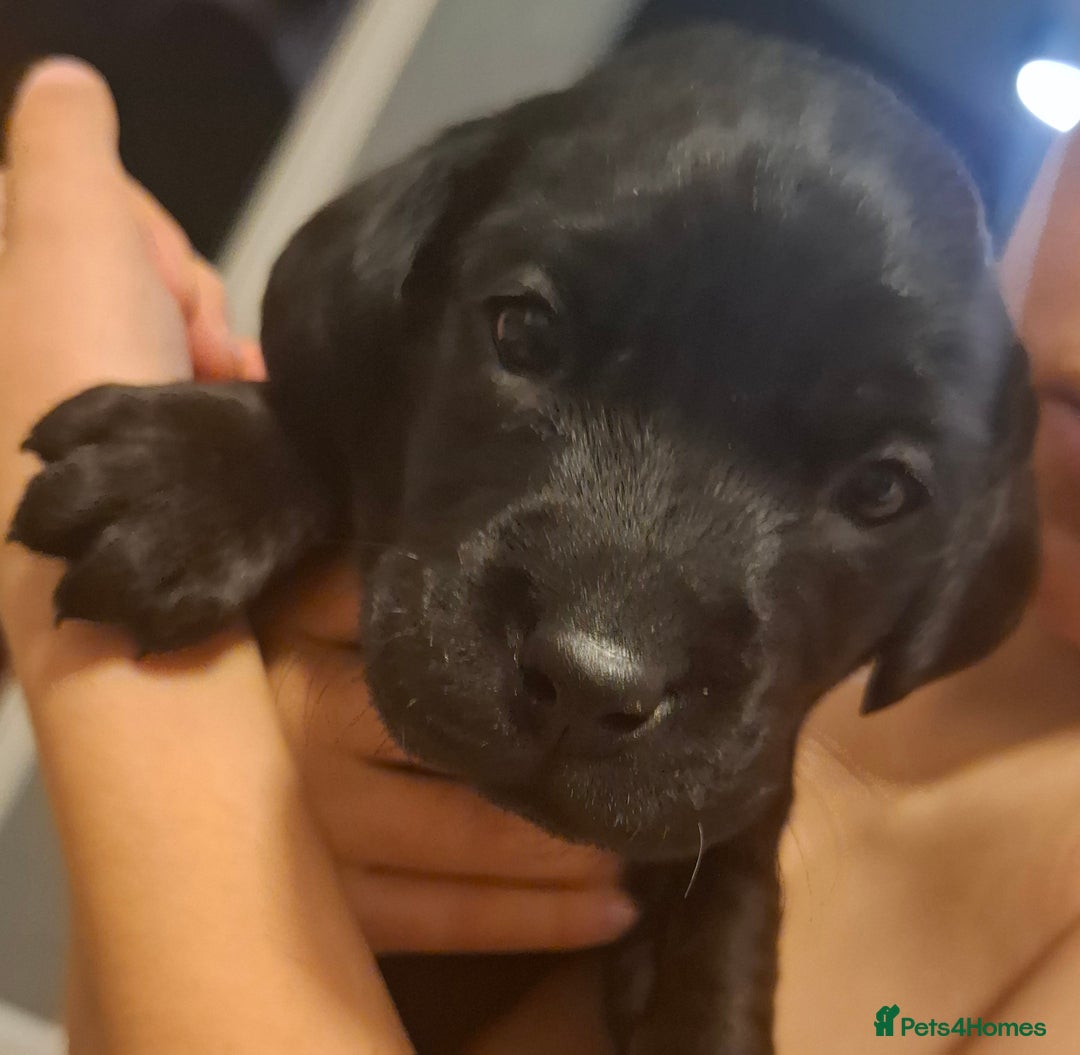 Labrador Retriever dogs for sale: ***LAST 2 BLACK & FOX RED BOYS*** - Image 4