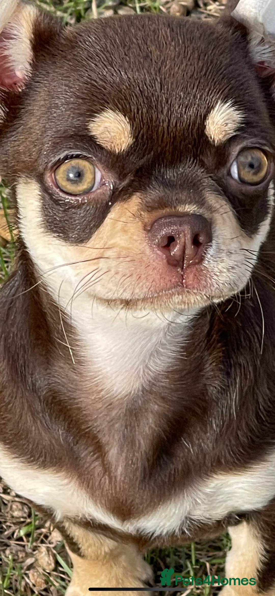 Chihuahua dogs for stud: STUNNING SMOOTH COAT CHIHUAHUA AVAILABLE AT STUD in Grays - Advert 8
