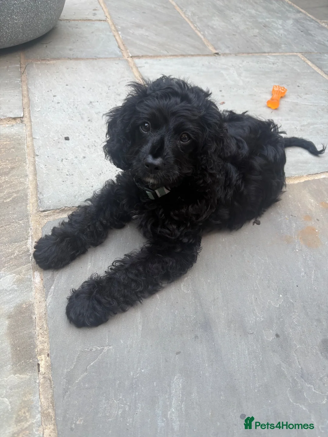 Cavapoo dogs for sale: F1 Cavapoo boy for sale  in Folkestone - Advert 6
