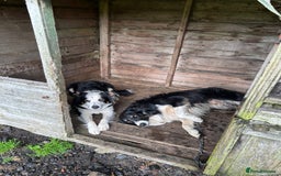 Border Collie dogs for sale: Border Collie pups for sale - Advert 9