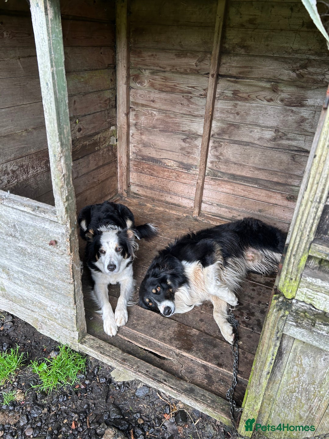 Border Collie dogs for sale: Border Collie pups for sale - Advert 9