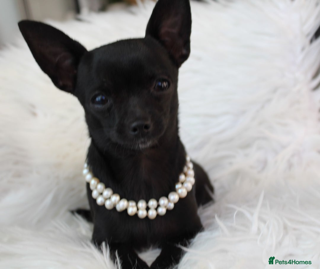 Chihuahua dogs for sale: Best quality Pedigree Puppies KC  - Image 4