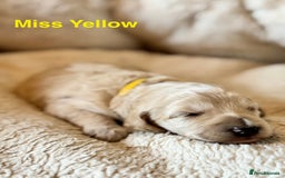 Cockapoo dogs for sale: Beautiful F1B cockapoo puppies  - Image 2