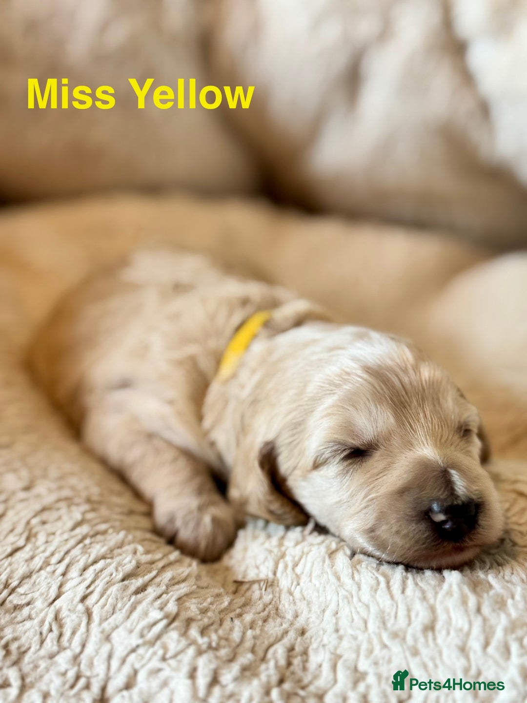 Cockapoo dogs for sale: Beautiful F1B cockapoo puppies  - Image 2