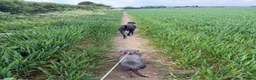 Whippet dogs for stud: Jett Black - Advert 32