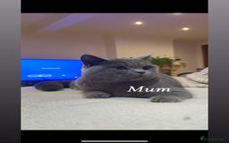 British Shorthair cats for sale: Chunky British shorthair kitten Champion Bloodline - Image 8