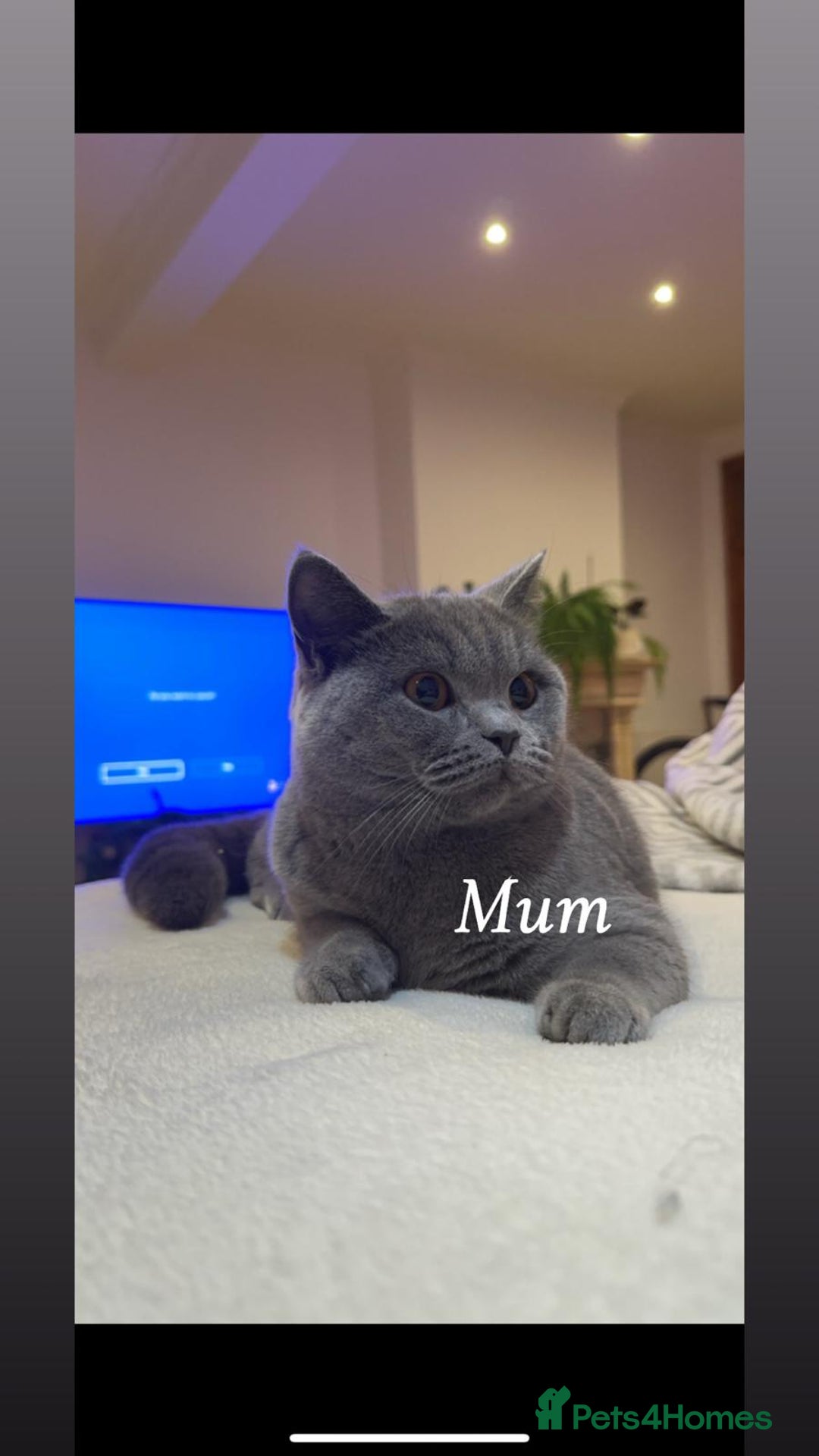 British Shorthair cats for sale: Chunky British shorthair kitten Champion Bloodline - Image 8