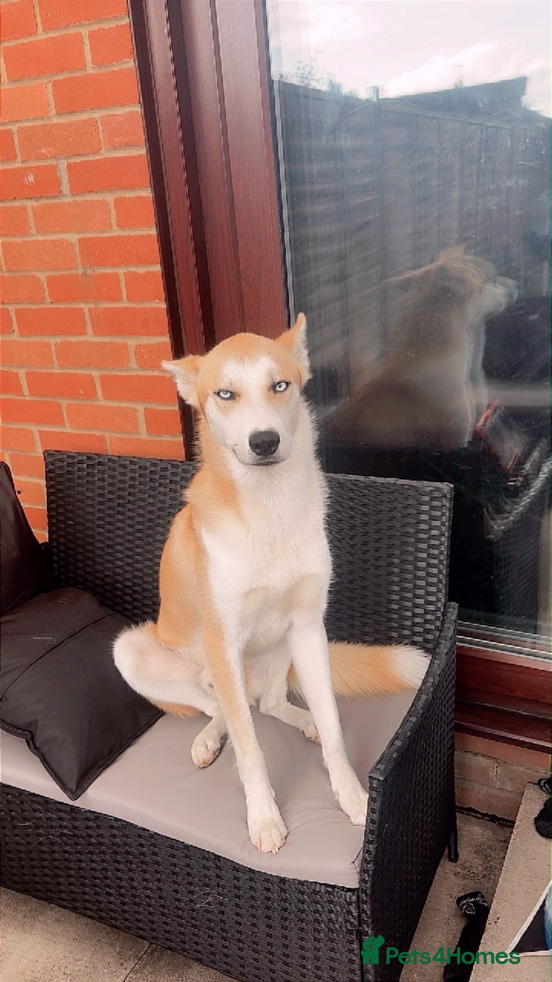 Mixed Breed dogs Husky X - Advert 1