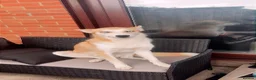 Mixed Breed dogs for sale: Husky X - Advert 1