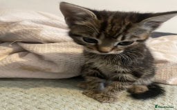 Mixed Breed cats for sale: Beautiful kitten  - Image 1