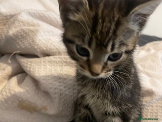 Mixed Breed cats Beautiful kitten - Advert 6