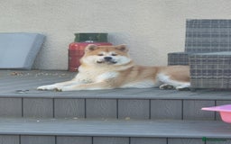 Japanese Akita Inu dogs for sale: Japanese inu  - Image 3