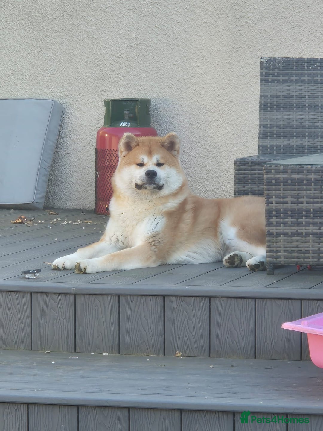 Japanese Akita Inu dogs for sale: Japanese inu  - Image 3