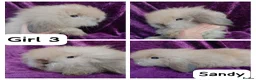 Mini Lion Lop rabbits for sale: Mini lion head lop  - Advert 14