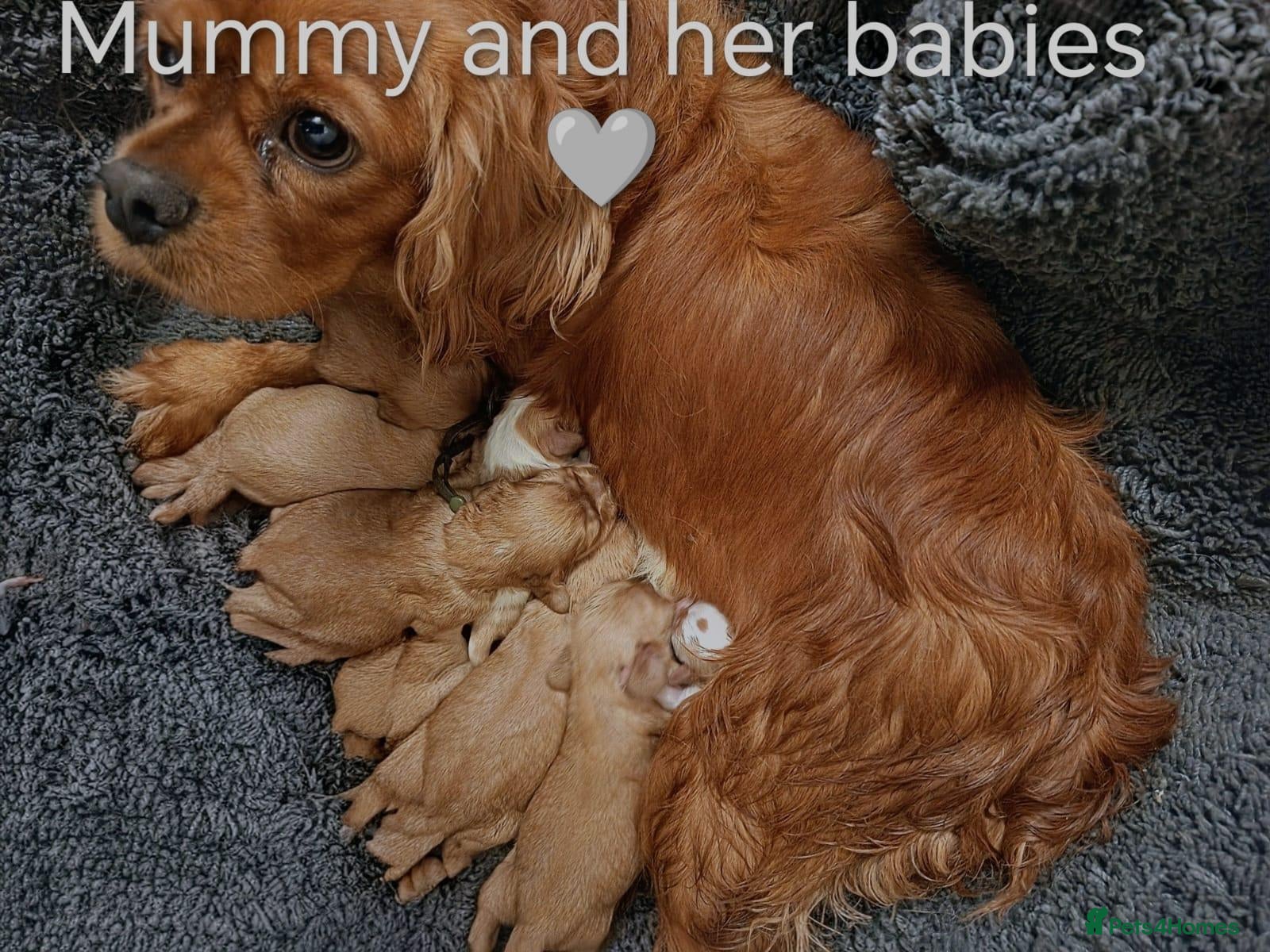 Cavalier King Charles Spaniel dogs DNA TESTED CAVALIER KING CHARLES  - Advert 6